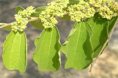 Ziziphus xylopyrus